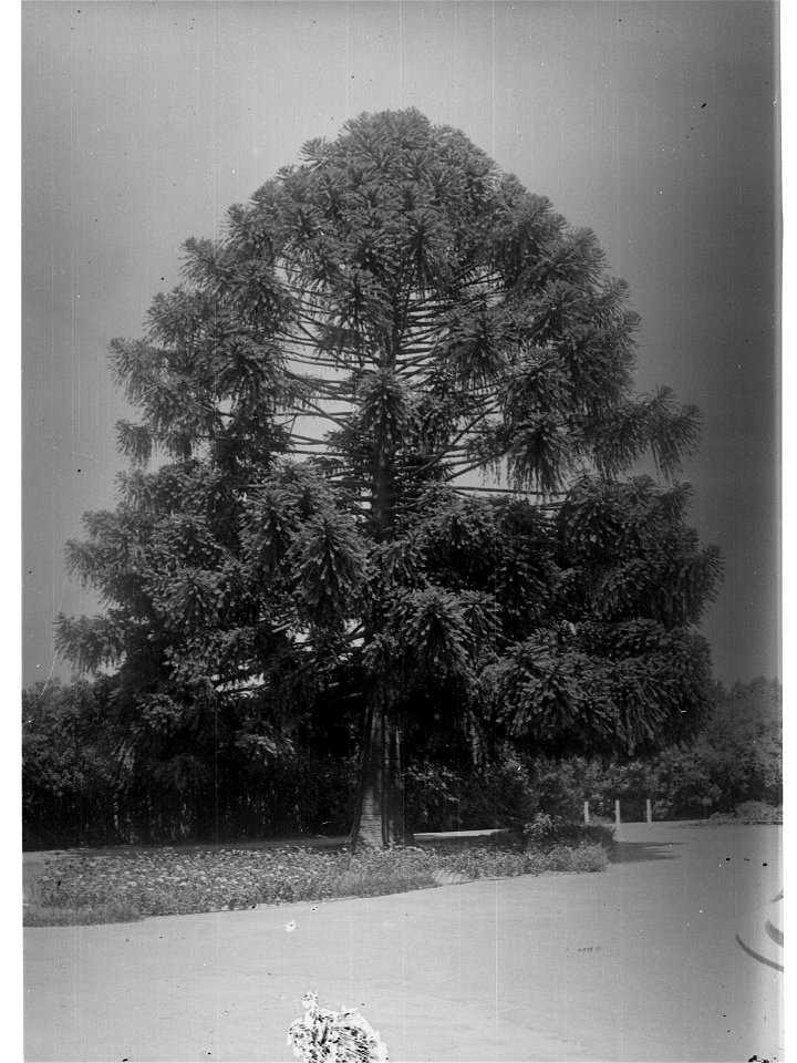 Bunya Aracaria Bidwilli, Botanic Gardens
