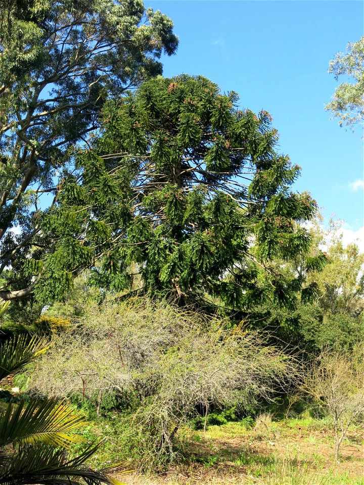 Domaine du Rayol - Araucaria bidwilii. Rayol-Canadel-sur-Mer (Var, France).