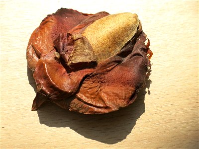 Domaine du Rayol - Seed of Araucaria bidwilii. Rayol-Canadel-sur-Mer (Var, France).