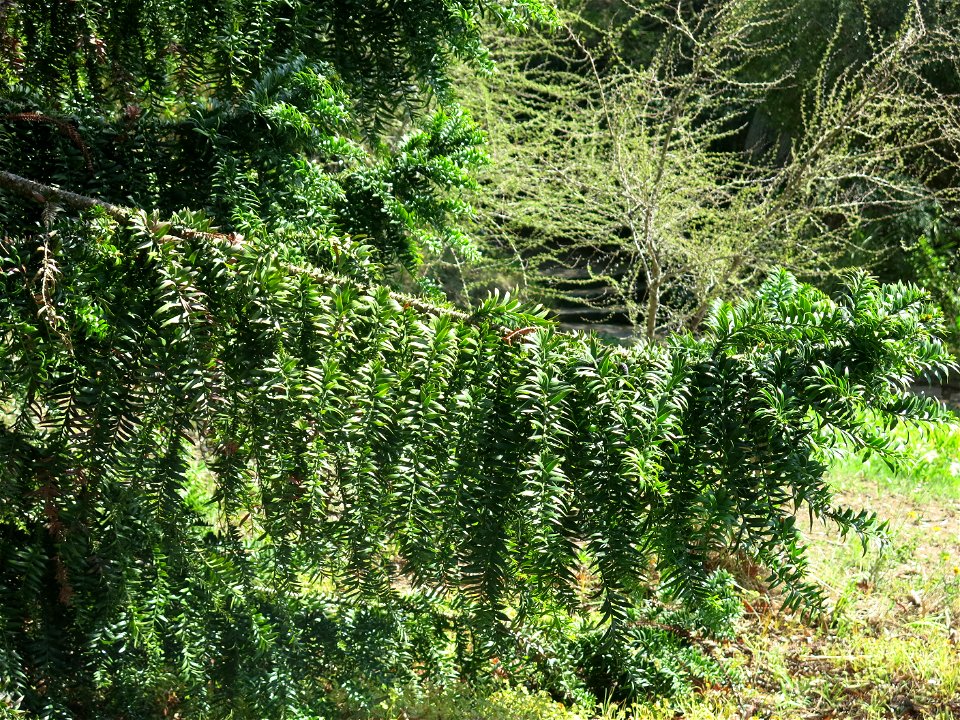 Domaine du Rayol - Foliage of Araucaria bidwilii. Rayol-Canadel-sur-Mer (Var, France).