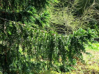 Domaine du Rayol - Foliage of Araucaria bidwilii. Rayol-Canadel-sur-Mer (Var, France). photo