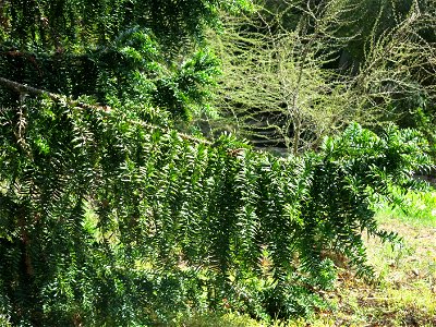 Domaine du Rayol - Foliage of Araucaria bidwilii. Rayol-Canadel-sur-Mer (Var, France).
