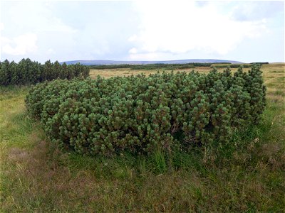 another Pinus mugo in Krkonoše