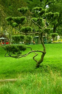 Arbre tordu - Twisted tree photo