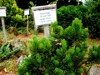 Pinus mugo 'Winter Gold' photo