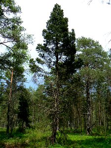 Pinus uncinata at Borkovice Peat Bog, Czech Republic