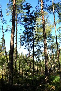 Pinus mugo subsp. rotundata in natural park Červené blato, south Bohemia Czech Republic photo