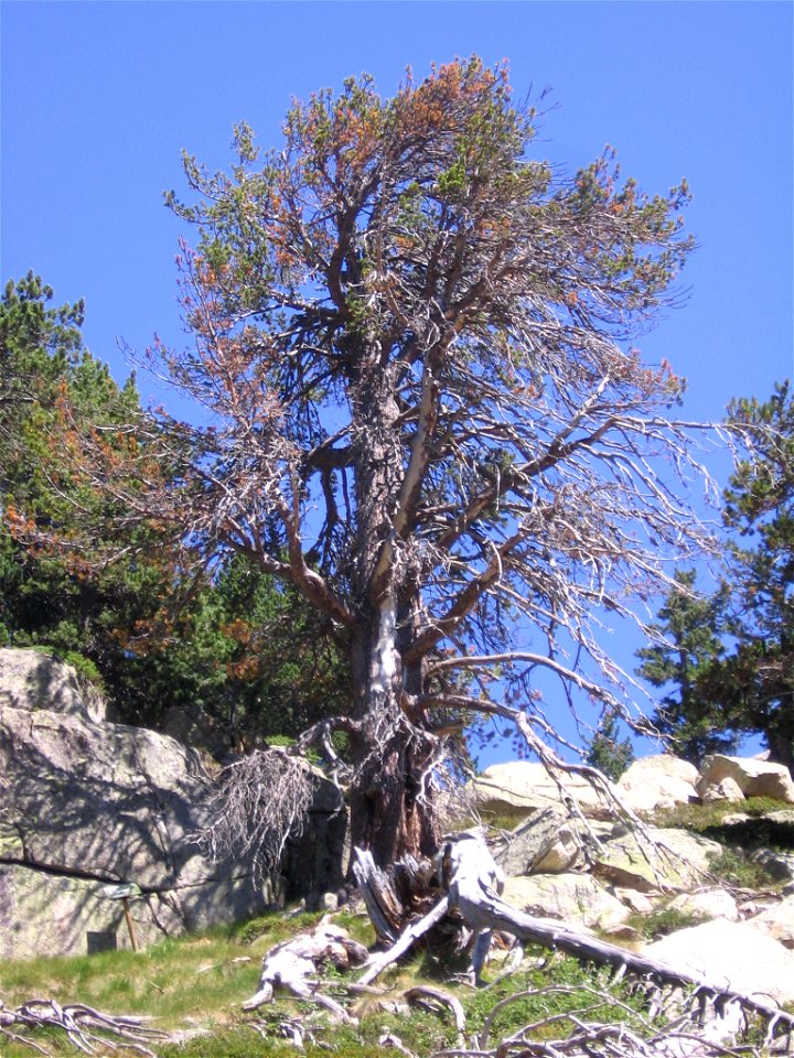 Pino de Amitges, catalogado como árbol singular. Pinus mugo subsp. uncinata.