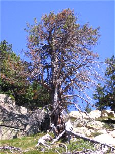 Pino de Amitges, catalogado como árbol singular. Pinus mugo subsp. uncinata. photo