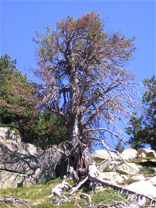 Pino de Amitges, catalogado como árbol singular. Pinus mugo subsp. uncinata.