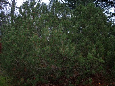Pinus mugo photo
