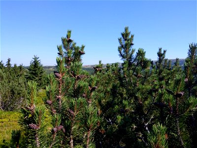 P. mugo in Krkonoše near Zlaté návrší