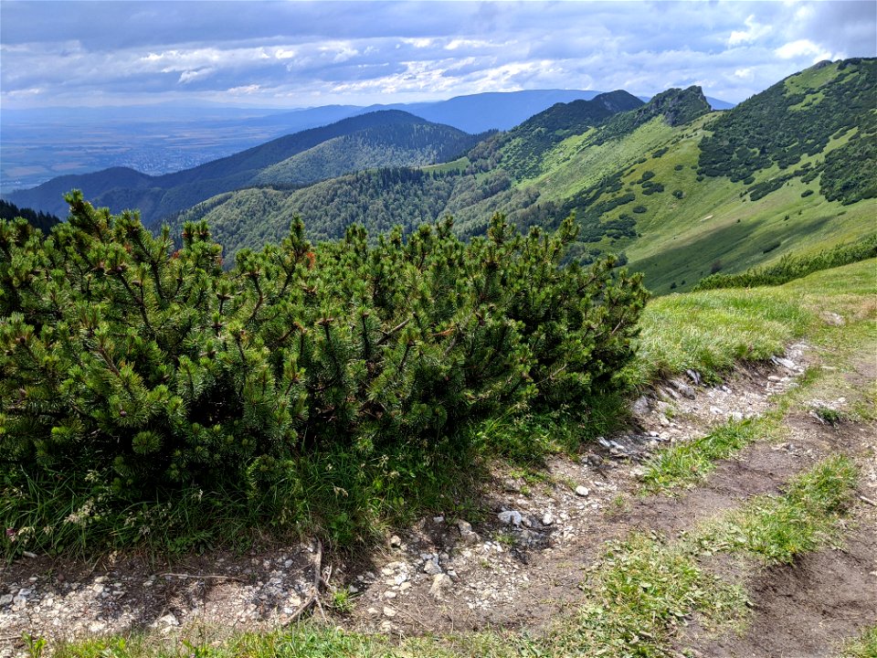 Pinus mugo in Malá Fatra, as was already said in the heading