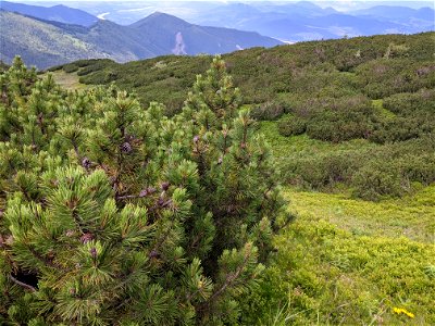 Pinus mugo in Malá Fatra, as was already said in the heading photo