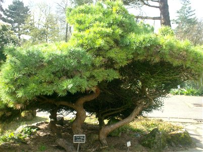 Pinus_mugo_turra photo