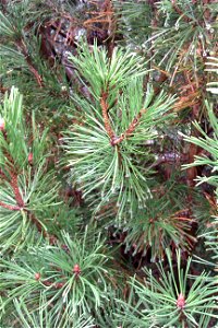 Rain drops on Pinus mugo needles photo