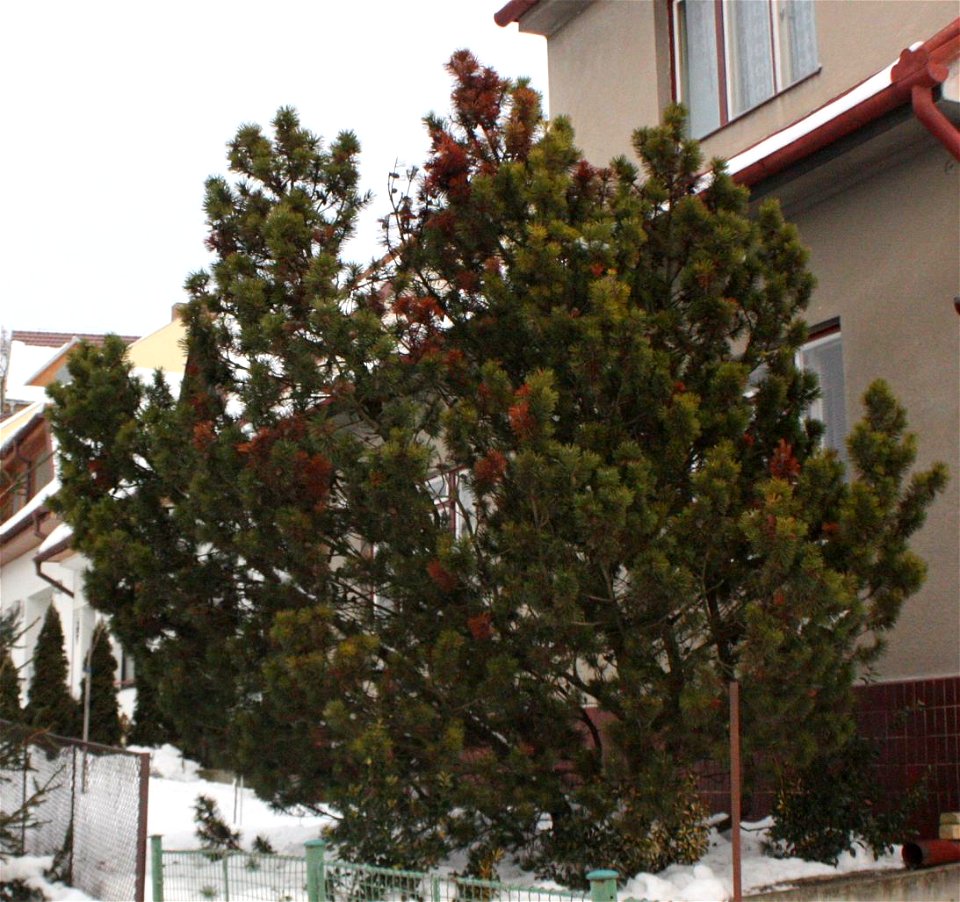 Mountain Pine, Czech republic, EU, Brno Komín