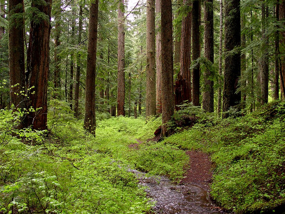 Creek and old-growth forest on Larch Mountain in Oregon