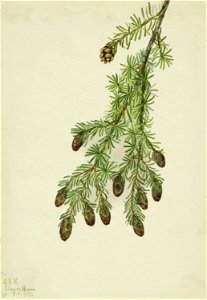 Western Hemlock (Tsuga heterophylla)