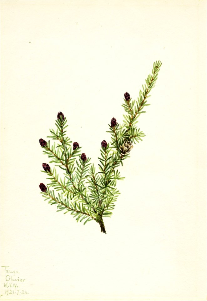 Western Hemlock (Tsuga heterophylla)