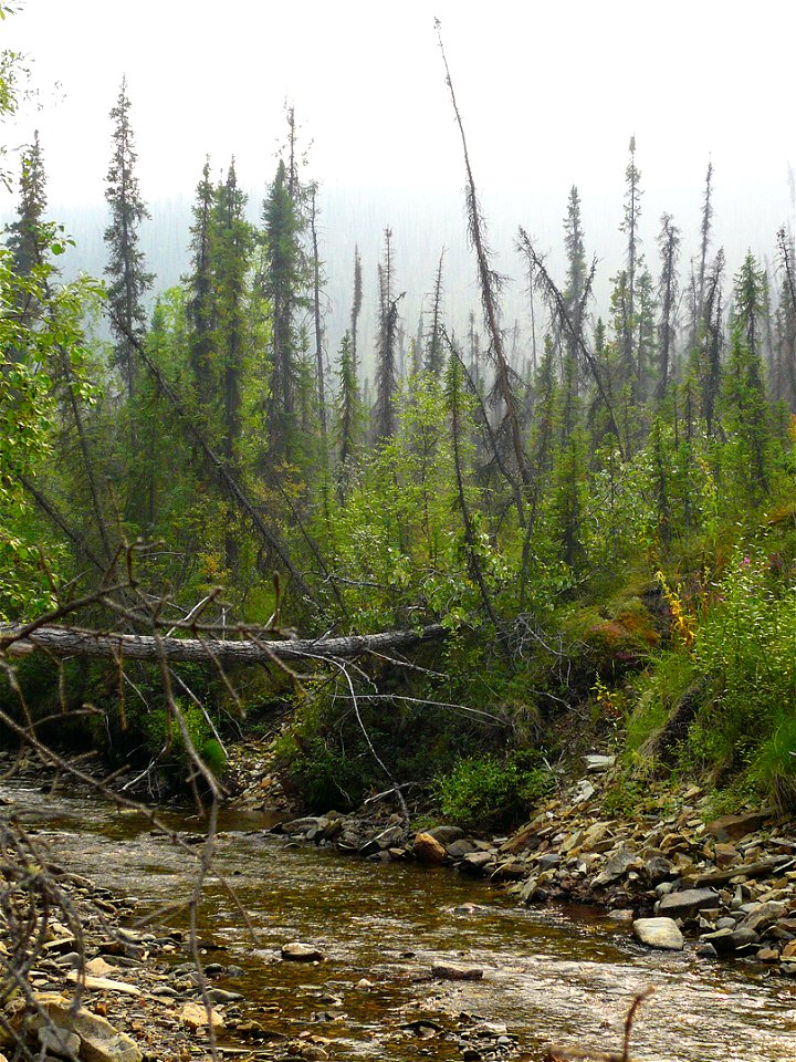 Brown Creek, Yukon - Alaska border