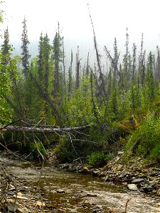 Brown Creek, Yukon - Alaska border