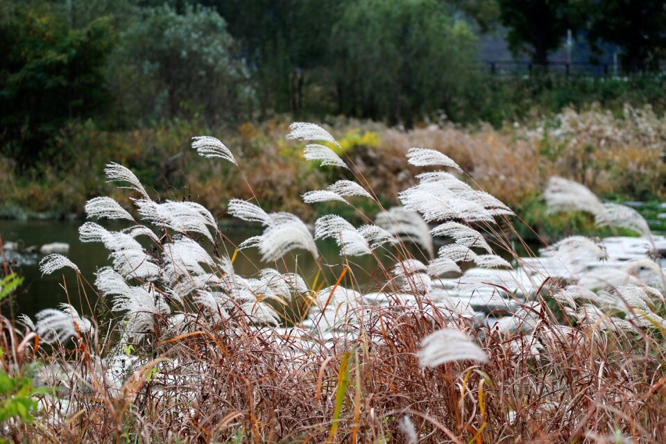 Silver pool wind in autumn