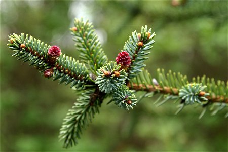 Picea mariana seed cones. Cultivated tree in Estonia, Keila.