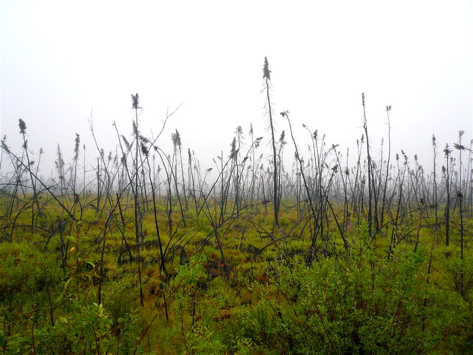 Permafrost vegetation, with Picea mariana