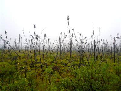 Permafrost vegetation, with Picea mariana