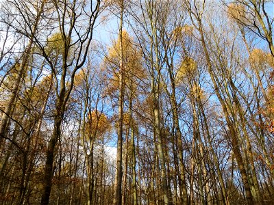 Europäische Lärche (Larix decidua) im St. Johanner Stadtwald