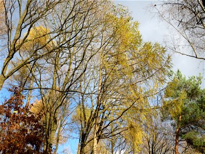Europäische Lärche (Larix decidua) im St. Johanner Stadtwald