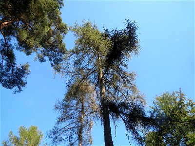 Europäische Lärche (Larix decidua) am Karlsplatzweg bei Klingenmünster