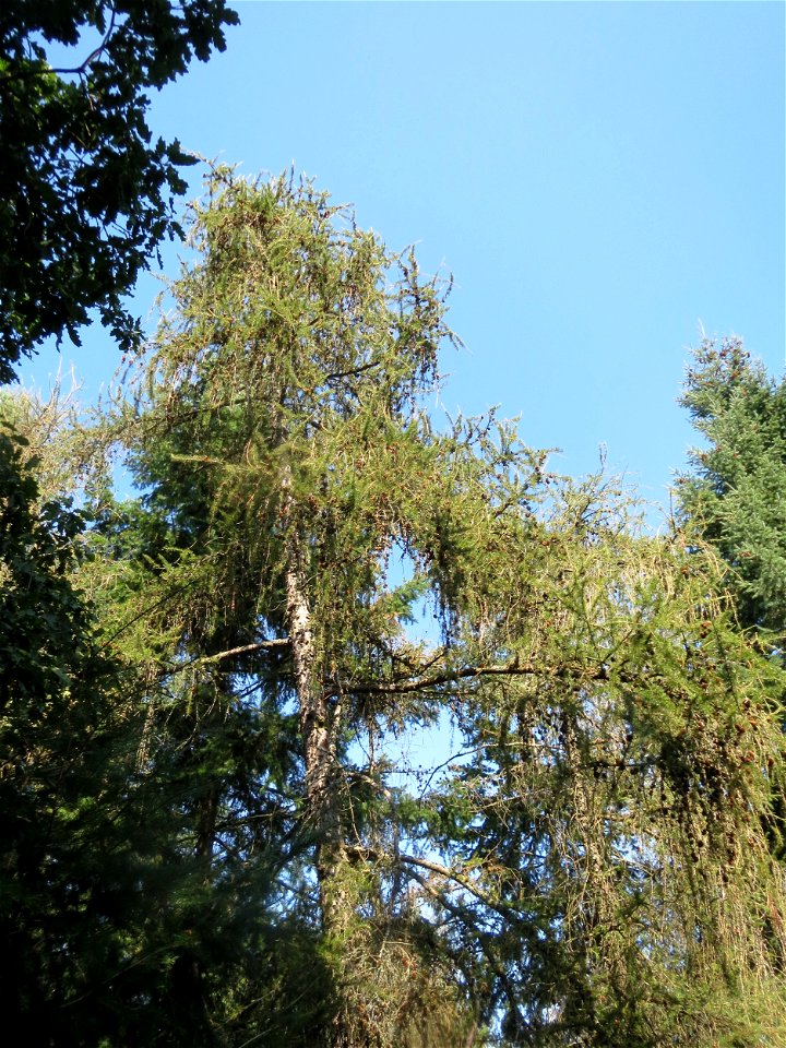 Europäische Lärche (Larix decidua) an der Hohen Tanne, einem Ausläufer vom Abtskopf bei Klingenmünster