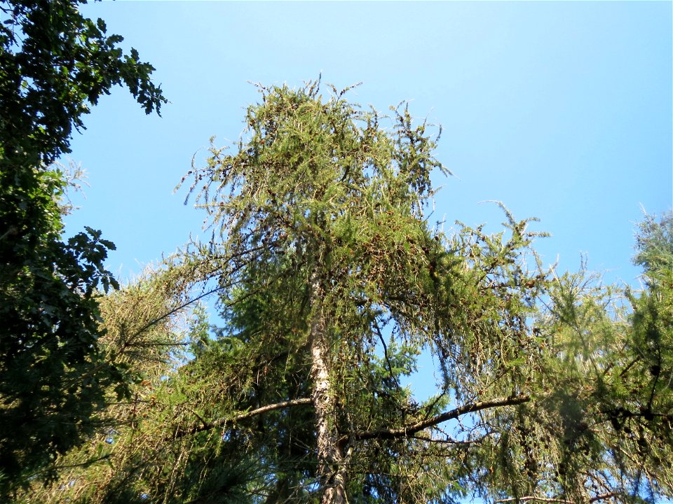 Europäische Lärche (Larix decidua) an der Hohen Tanne, einem Ausläufer vom Abtskopf bei Klingenmünster