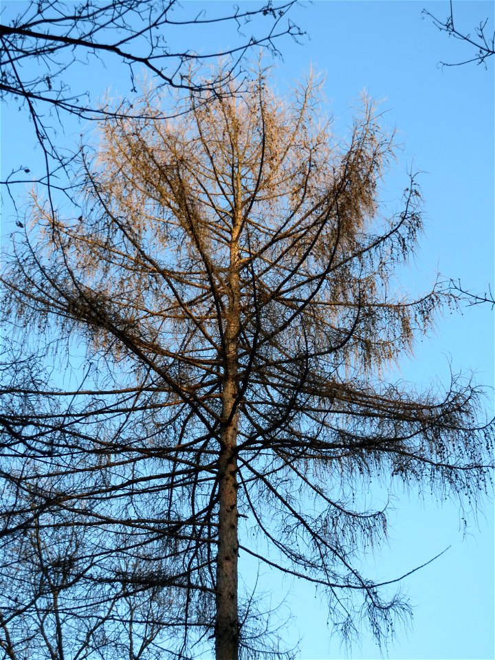 Europäische Lärche (Larix decidua) am Kaninchenberg in Saarbrücken