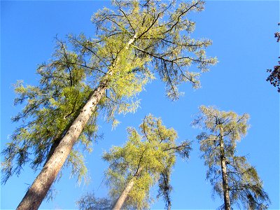 Herbstliche Lärchen (Larix decidua) im südlichen Boskett des Schwetzinger Schlossgartens