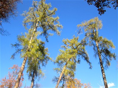 Herbstliche Lärchen (Larix decidua) im südlichen Boskett des Schwetzinger Schlossgartens