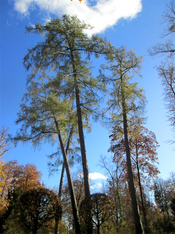 Herbstliche Lärchen (Larix decidua) im südlichen Boskett des Schwetzinger Schlossgartens