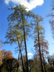 Herbstliche Lärchen (Larix decidua) im südlichen Boskett des Schwetzinger Schlossgartens
