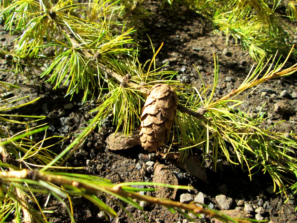 Lärchenzapfen (Larix decidua) im Stiftswald Sankt Arnual