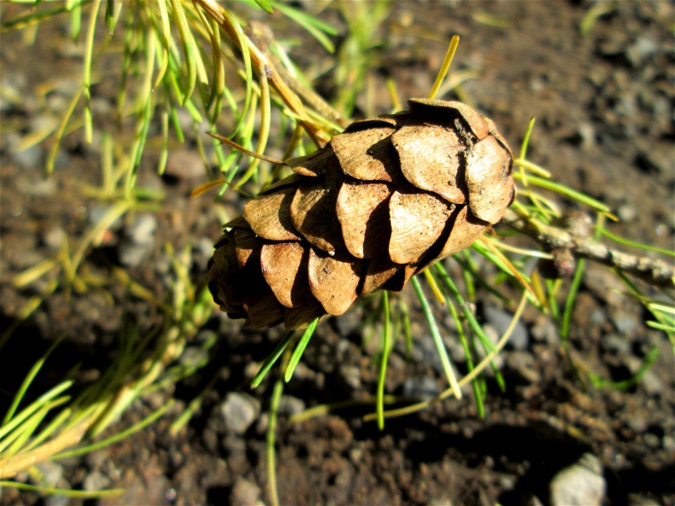 Lärchenzapfen (Larix decidua) im Stiftswald Sankt Arnual