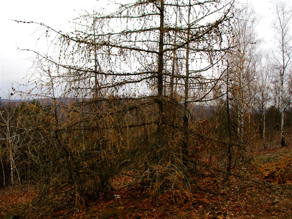 Europäische Lärche (Larix decidua) auf der Bergehalde Grühlingstraße in Jägersfreude
