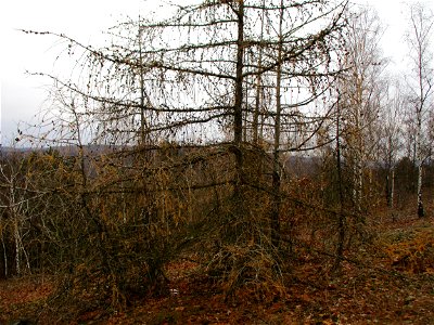 Europäische Lärche (Larix decidua) auf der Bergehalde Grühlingstraße in Jägersfreude