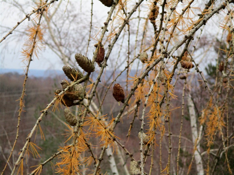 Europäische Lärche (Larix decidua) auf der Bergehalde Grühlingstraße in Jägersfreude