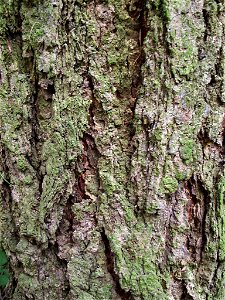 Bark of Larix decidua