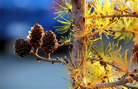 cones on the 'Little Boogle" larch tree