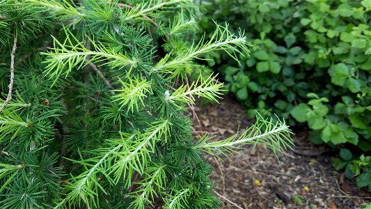 Chadwick Arboretum and Learning Gardens

Columbus, Ohio