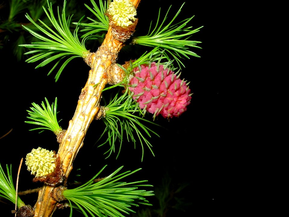 European Larch: Young female and male cones