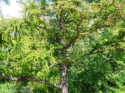 ; Flowers, trees, and other plant stuff Strange looking pine tree on Campus photo